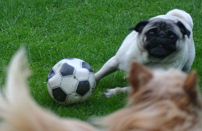 Action-Mops-01.jpg