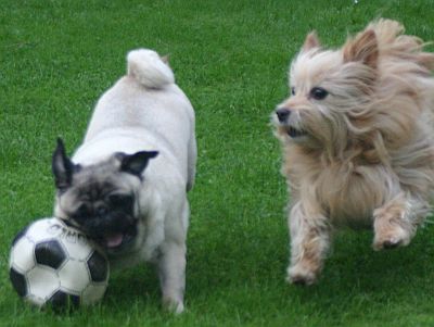 Action-Mops-02.jpg