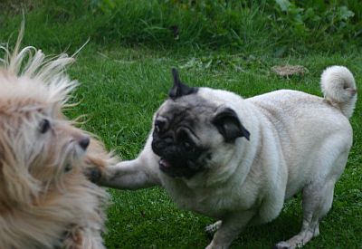 Action-Mops-03.jpg