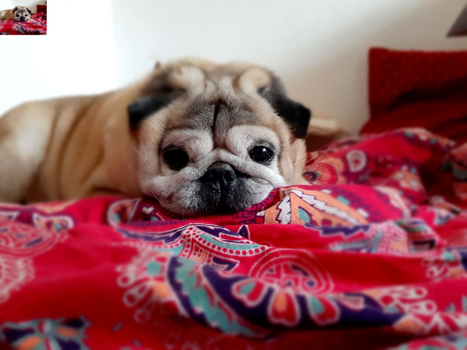 Frankie.entspannt2.jpg