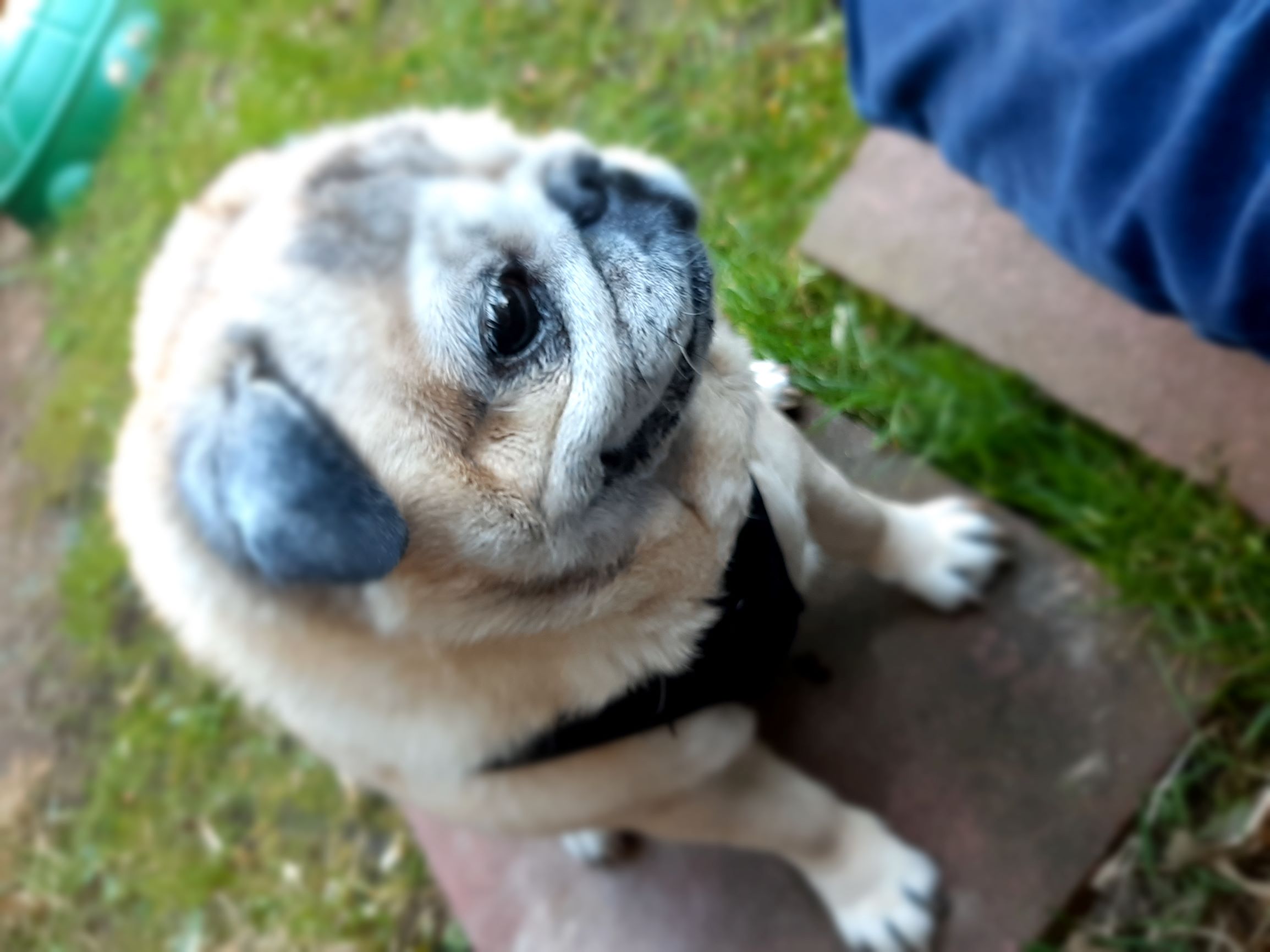 Frankie.Garten.2.jpg
