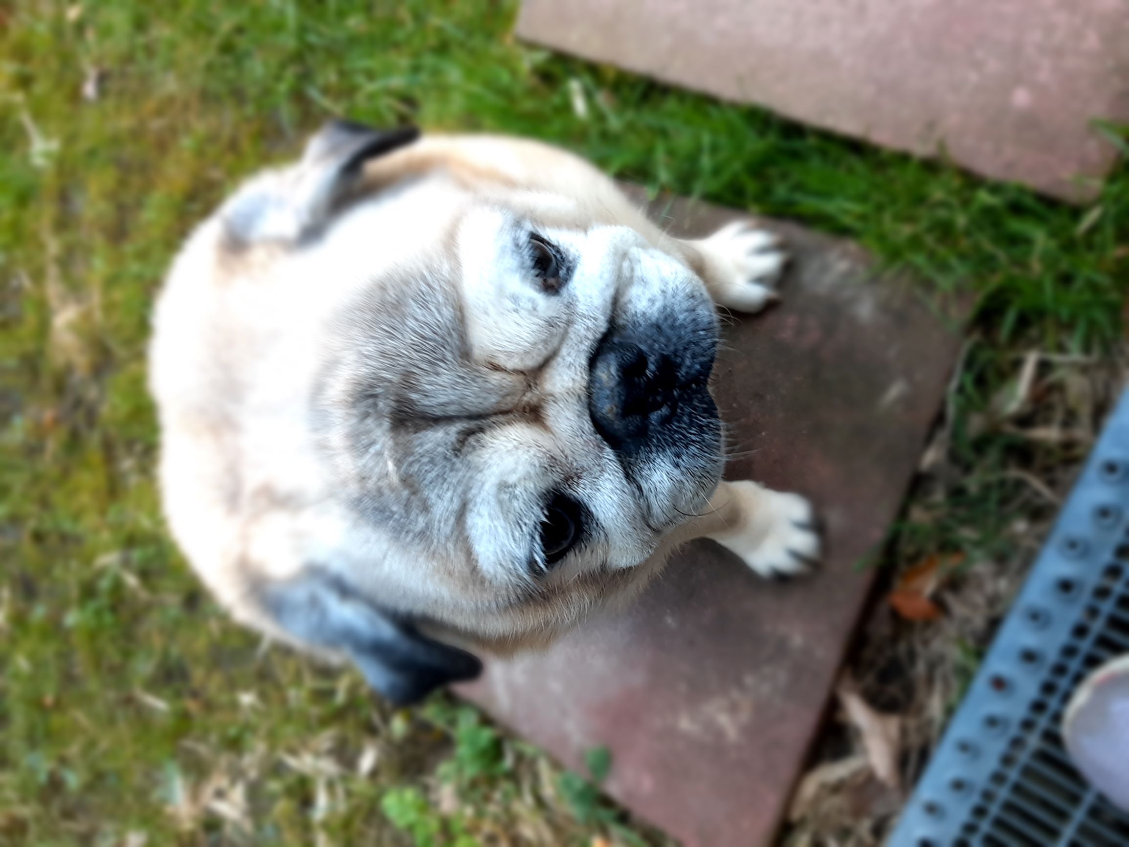 Frankie.Garten.jpg