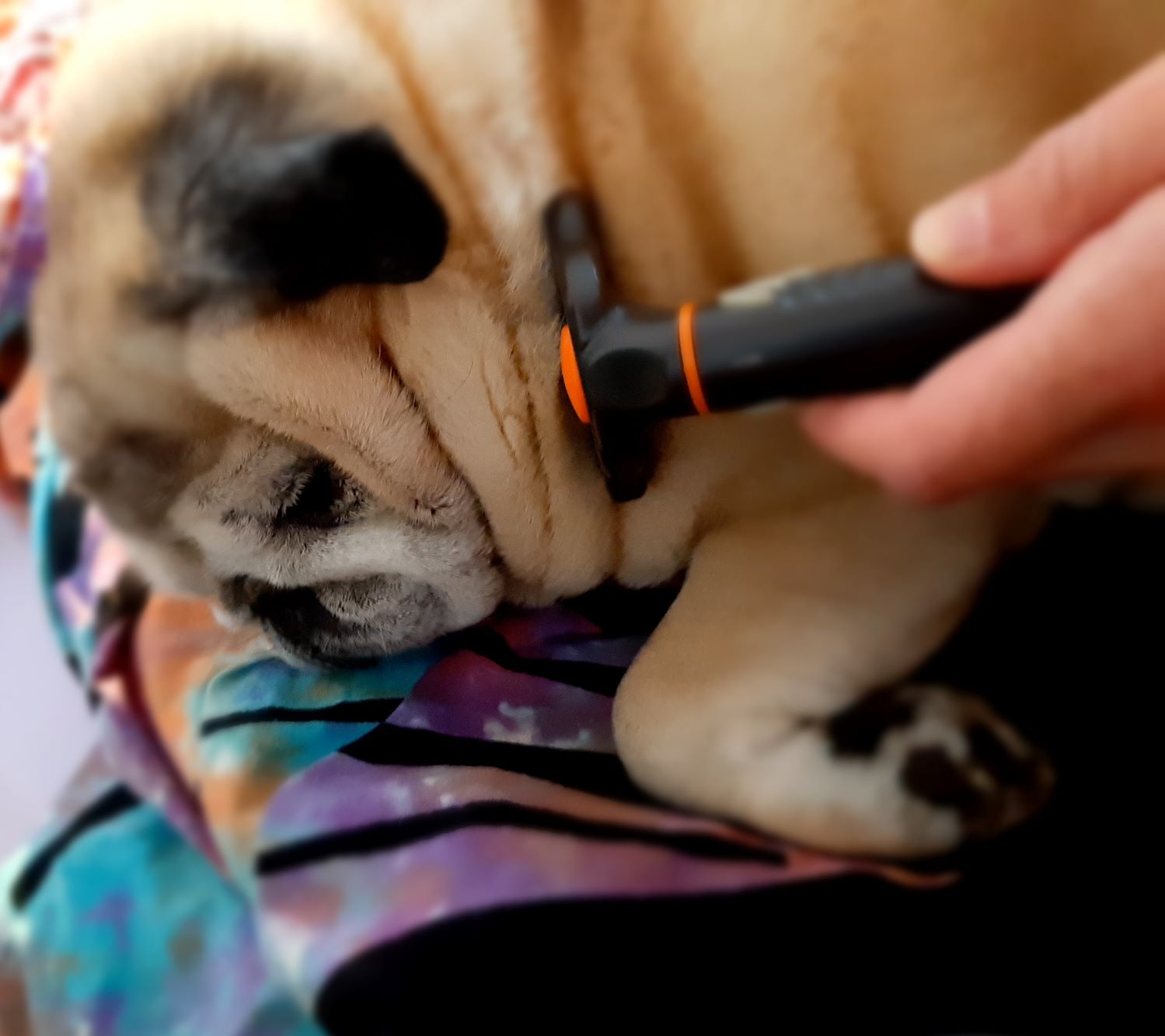 Frankie.gesheddert.jpg