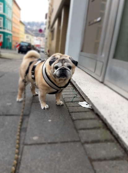 Frankie.unterwegs.png
