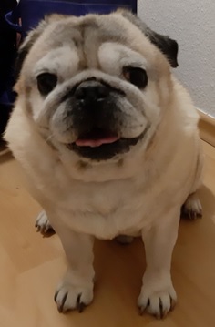 Frankie.vorne2.jpg