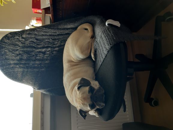Molly.chillt.auf.Stuhl.jpg