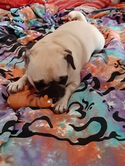 Molly.spielt.jpg