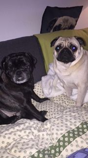 Molly und Mylo.JPG