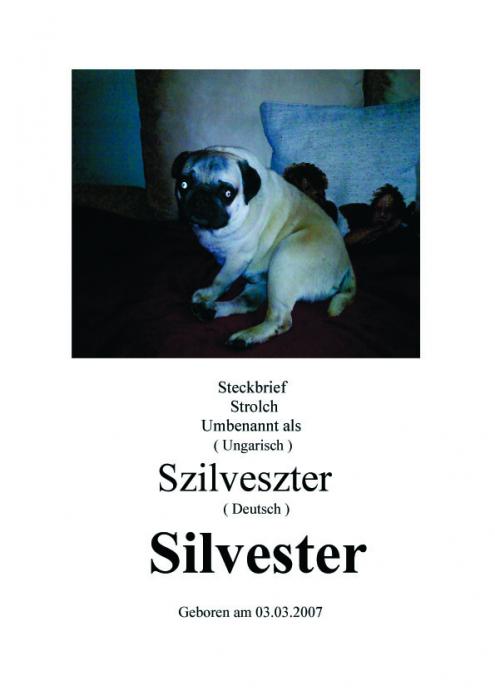 Mops Silvester1.jpg