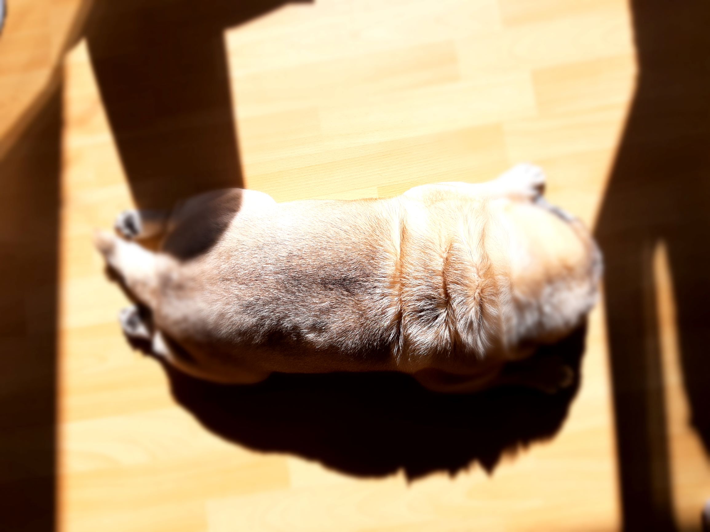Robbe.Made.jpg