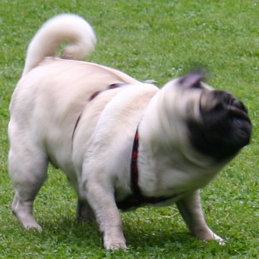Shakin.jpg