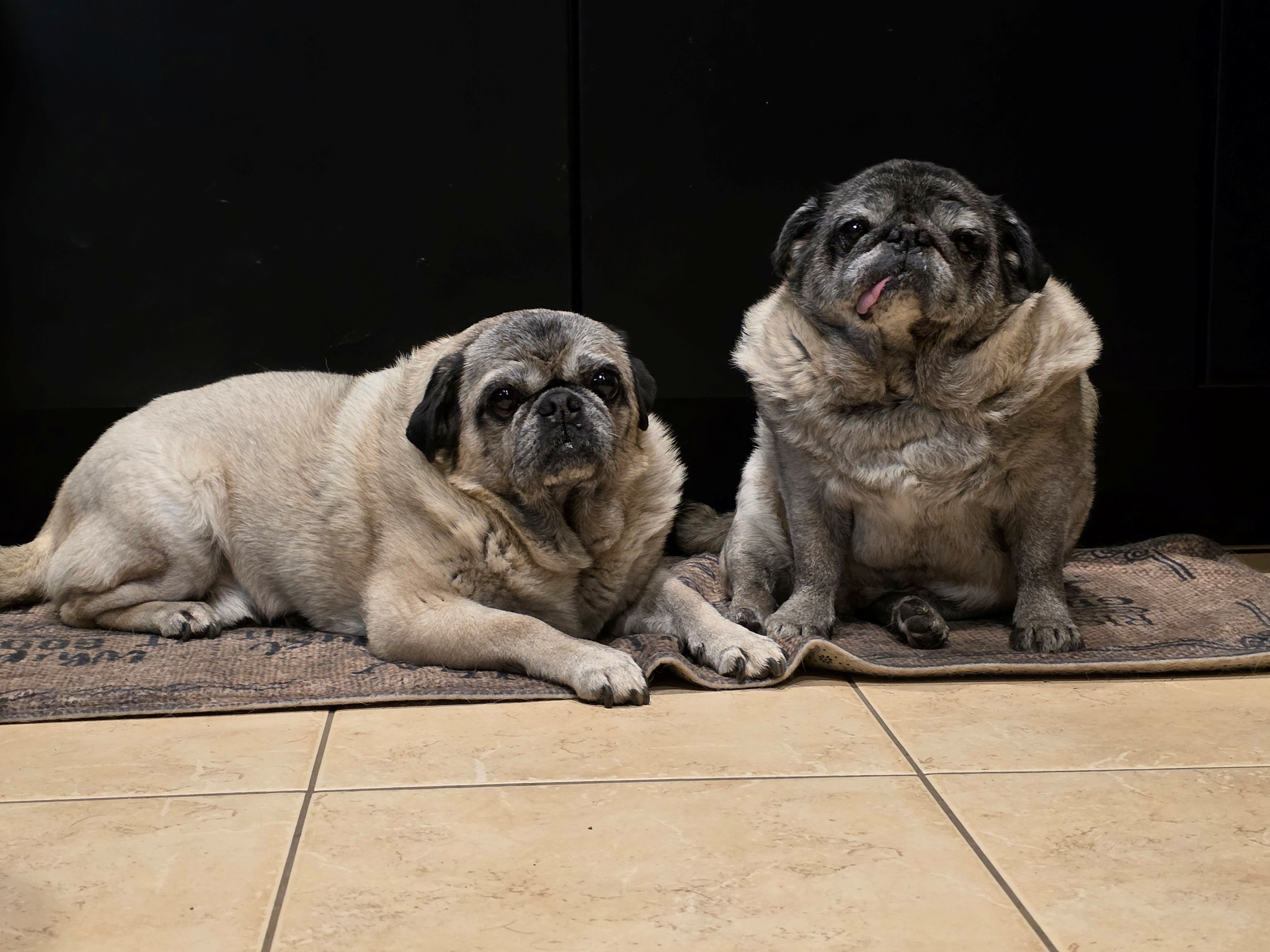 Toby und Erbse ohne .jpg