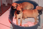 hunde_87025_Akashi_Welpen-1.gif hunde_87025_Akashi_Welpen-1.gif