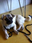 image021_Lulu.jpg