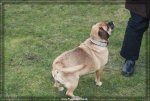 Puggle6156.jpg