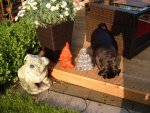 gartenzwergbuddhamops 004.jpg