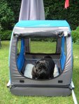 neues dog-car 002.jpg