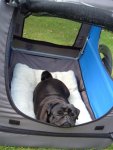 neues dog-car 003.jpg