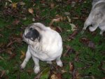 Rocky hat Weggeschaut.jpg Rocky hat Weggeschaut.jpg