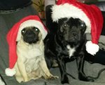 Bobby + Finni als Weihnachtsmann 2.jpg