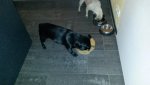 Booy und Finni beim futtern.jpg