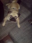 Mops_Pikachu.jpg Mops_Pikachu.jpg