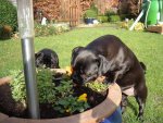 frÃ¼hlingserwachen 2014 001.jpg