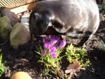 frÃ¼hlingserwachen 2014 017.jpg