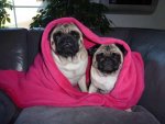Mops 2.jpg Mops 2.jpg