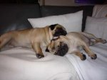mops6.jpg mops6.jpg
