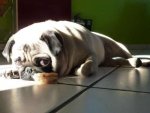Mops 4.jpg Mops 4.jpg