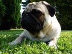 mops5.jpg mops5.jpg