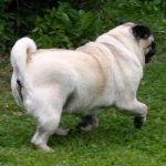 MopsGalopp.jpg