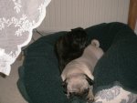 Marlene mit Lilly im KÃ¶rbchen.jpg