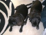 Lilly und Bolle.jpg