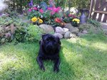 Garten Mops Juli 033.jpg