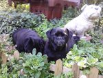 Garten Mops Juli 022.jpg