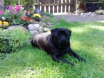 Garten Mops Juli 037.jpg