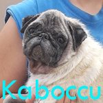 V-Kaboccu.jpg