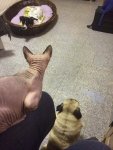 Chicco mit Kumpels .jpg