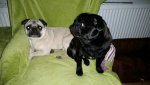 IMG-20160126-WA0009.jpg