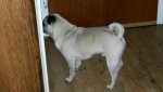 IMG-20160127-WA0009.jpg