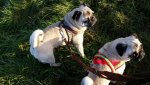 IMG-20160129-WA0001.jpg