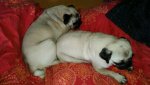 IMG-20160211-WA0005.jpg
