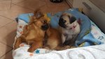 Paula und Josie.jpg