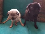 IMG-20160808-WA0004.jpg