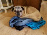IMG-20160805-WA0001.jpg