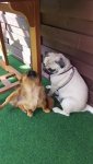 Cookie RÃ¼de und Josie.jpg