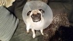 Molly2.jpg