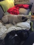 Mylo u Molly.JPG